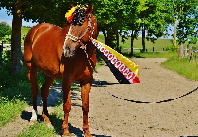 哪方能在德国议会选举中取胜？后续组阁难点何在？.