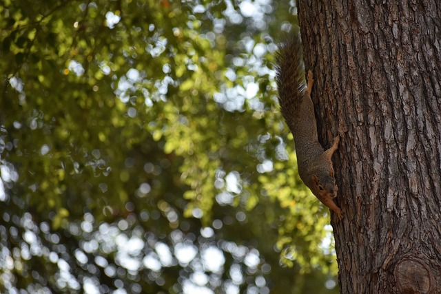 国还是对世 国还是对世